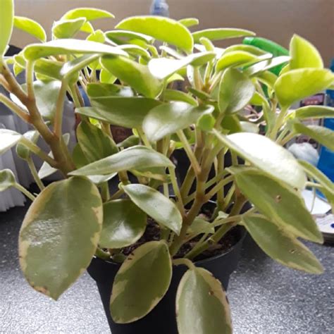 Peperomia Orba Variegata Variegated Teardrop Peperomia Uploaded By