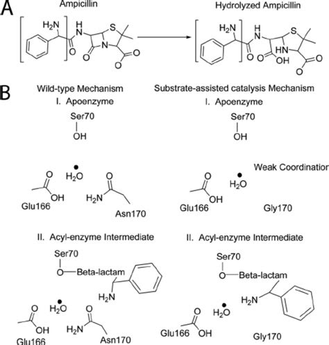 Schematic Representation Of The Wild Type Lactamase Mechanism