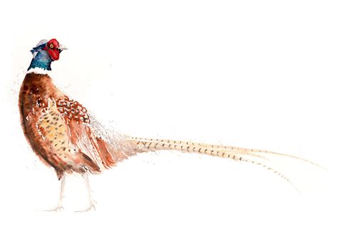 Original Pheasant Watercolour Painting Pheasant X Standing 30x22