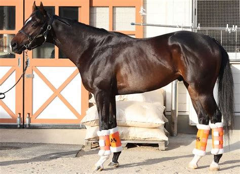 【朝日杯fs】ジャンタルマンタル95点 関西の雄 四肢に瞬発系の筋肉 スポニチ競馬web