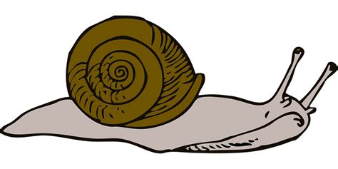 Move Snail Long Free Vector Graphic On Pixabay