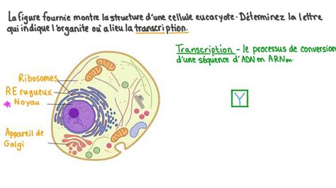 Le On Transcription Nagwa