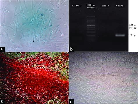 Morphological And Phenotypic Characteristics Of Mouse Ad Scs Exhibited