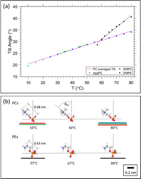 Temperature Dependent Headgroup Orientation A Tilt Angle As Function