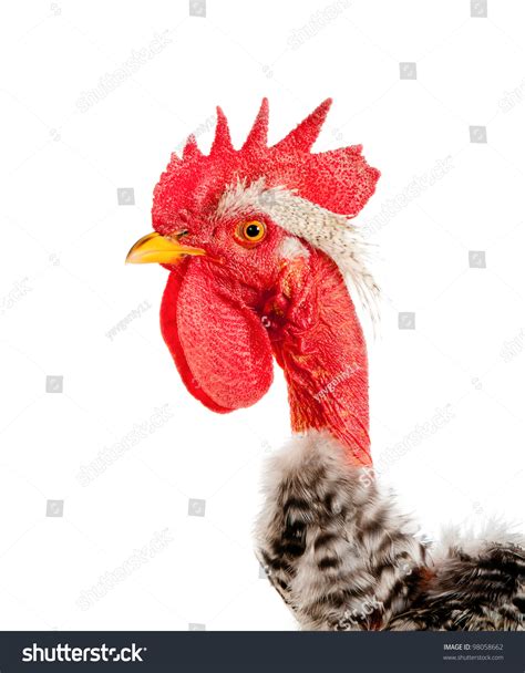 Naked Neck Rooster Isolated Closeup Stock Photo Edit Now