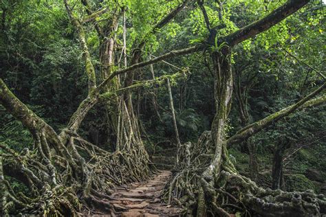 The Living Root Bridges of Meghalaya - Atamjits Blog | Sharing ...