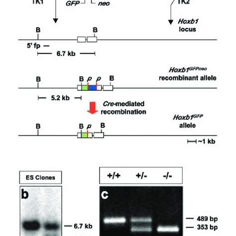 Targeted Disruption Of The Mouse Hoxb1 Gene A Schematic