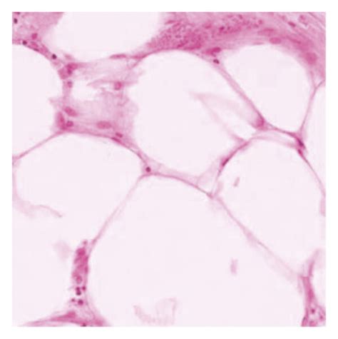 Images of hematoxylin staining components. | Download Scientific Diagram