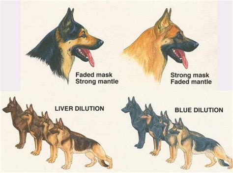 German Shepherd Color Chart