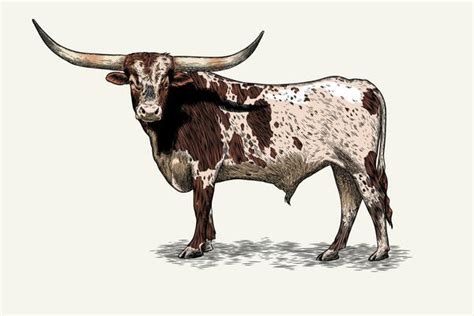 Longhorn Vector Art, Icons, and Graphics for Free Download