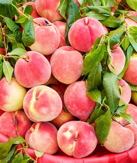 Peach Tree Seeds Prunus Persica Nemaguard Edible Fruit Native Semi