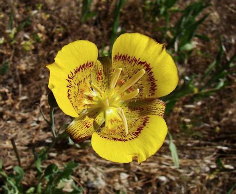 Calochortus luteus (Yellow Mariposa Lily) - Native Here Nursery