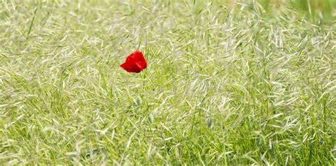 Red Poppy Flower In A Field Of Rie In Summer Stock Image Image Of