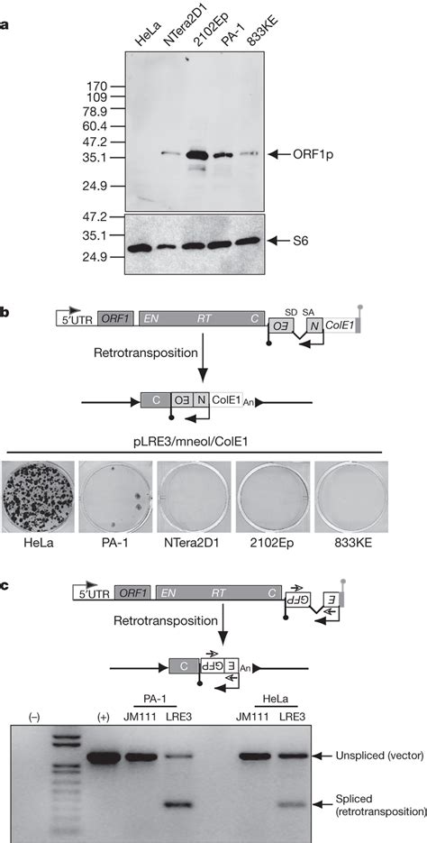 L Expression And Retrotransposition In Ec Cells A Assay Showing That