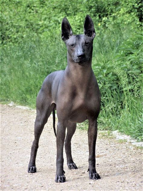 Xoloitzcuintli Aztec Dog Of The Underworld Artofit