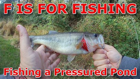 Fishing A Pressured Pond Youtube