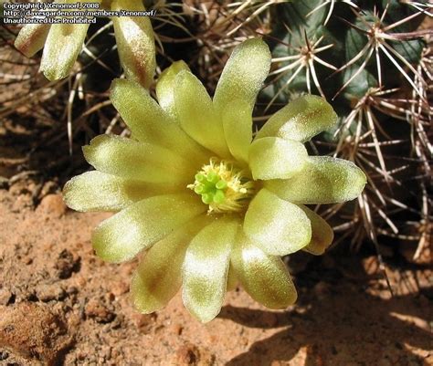 Plantfiles Pictures Daviss Green Pitaya Echinocereus Viridiflorus