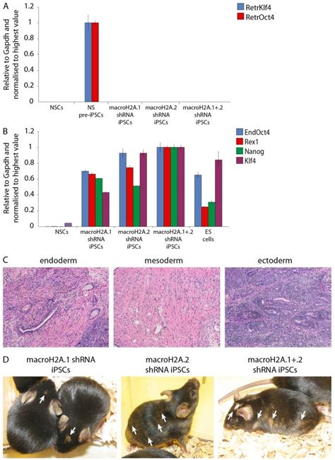 Characterization Of MacroH2A Depleted IPSCs A QRT PCR Analysis Of