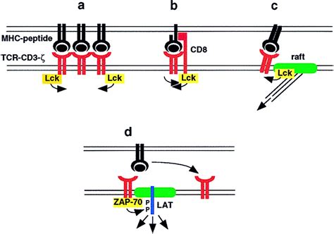 From Tcr Engagement To T Cell Activation Cell