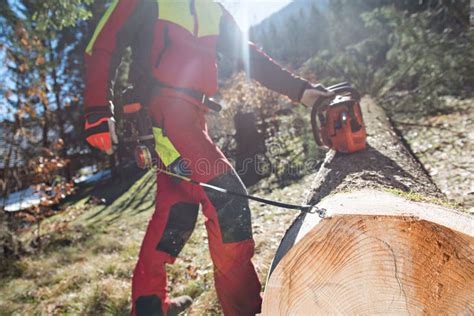 Holzf Ller Der Einen Baum Im Wald Schneidet Und Misst Stockbild Bild