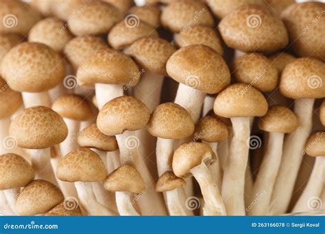 Close Up Of Brown Mushrooms Shimeji Or Beech Mushroom Or Buna Shimeji