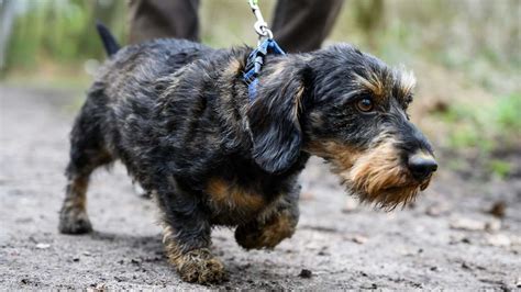 Hessen Für Hunde tödliches Virus nachgewiesen