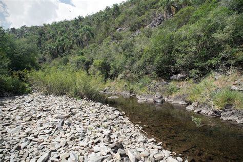 Biodiversidad El Monte Nativo Portal Medios P Blicos