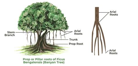 C4 Plants-Characteristics, Anatomy, Evolution, and Need