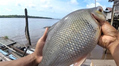 Mancing Ikan Kelabau Besar Joran Sampai Nyungsep Ke Air Youtube