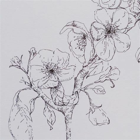 apple blossom drawing | Contemporary botanical art, Apple blossom ...