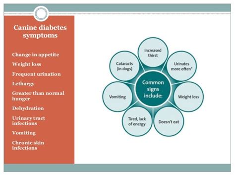 Dog diabetes. Symptoms and treatment