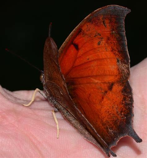 Goatweed Leafwing Butterfly Anaea Andria Bugguidenet