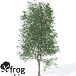 Xfrogplants Coffee Tree 3d Models STLFinder