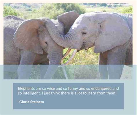 The Sisterhood Of Female Elephants 14 Inspiring Facts Gal Pal Lifestyle