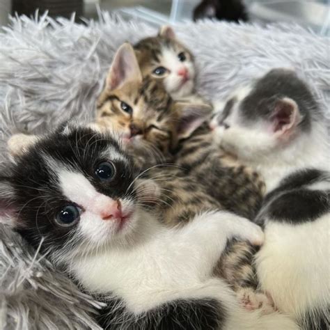 Tiny Kittens Saved By Kind Rescuer After Being Abandoned In A Box At A