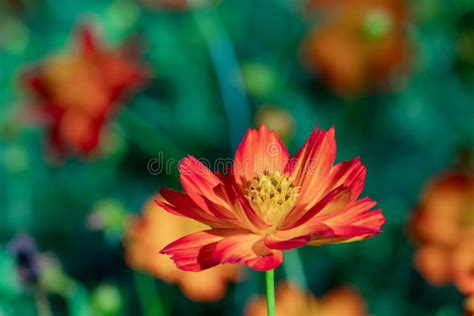 Cosmos Do Enxofre Ou Cosmos Cor De Rosa No Jardim Flor Do Cosmos Do