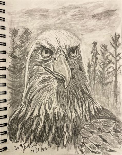 Bald Eagle pencil sketch by sejphotography on DeviantArt