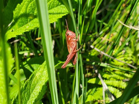 Graceful Sedge Grasshopper In June By Katie Kucera Inaturalist