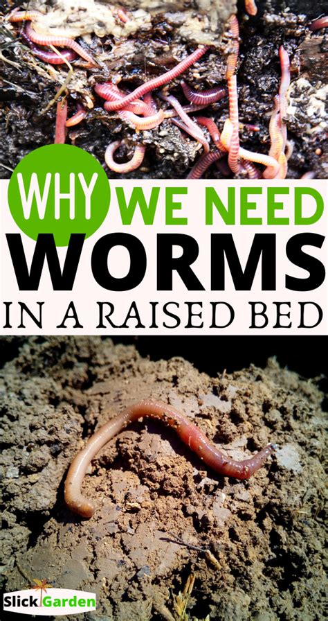 Why We Need Worms In A Raised Bed Garden Vegetable Garden Raised