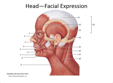 Head Diagram | Quizlet