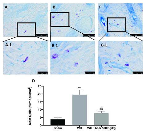 Mast Cells Indicated By Toluidine Blue Staining Sham A A 1 WH
