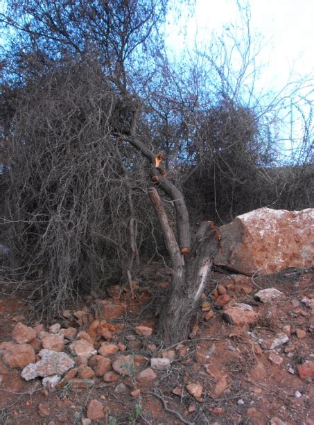 Prolee Losmochis Da Os Ocasionados A Poblaciones De Flora Xerofila Por