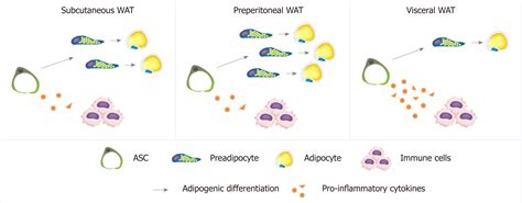 Adipose Derived Stromal Stem Cells From Different Adipose Depots In