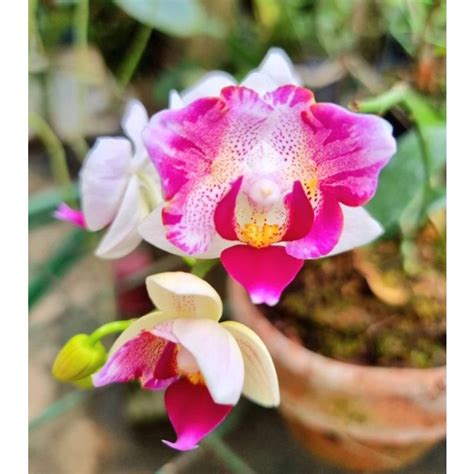 Jual Promo Tanaman Hias Anggrek Epidendrum Shopee Indonesia