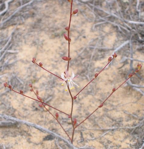 Small Flowered Soap Plant Nature Collective