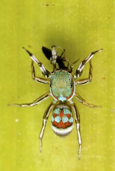 Metallic Green Jumping Spider Project Noah