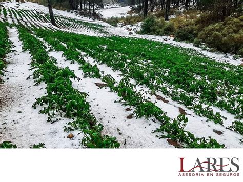 SEGUROS PARA EL CULTIVO LARES Cuando contratas tu seguro agrícola en