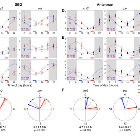 Time Restricted Feedingforaging Shifts The Peripheral Clocks In Honey