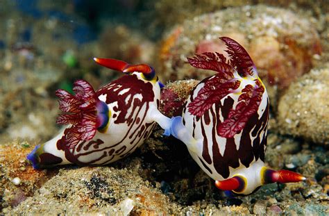 Nudibranch Nembrotha Sp Pair Mating Bild Kaufen 71229034