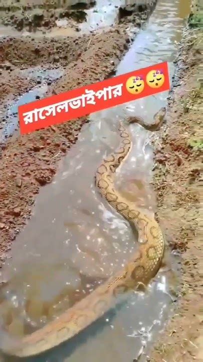 রাসেল বাইপার পৃথিবীর ভয়ংকর সাপদের মধ্যে একটি। জল স্হল সবখানে দেখা যায়